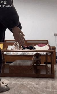 网友买了一只宠物看着挺可爱的,网友买了小香猪长大了