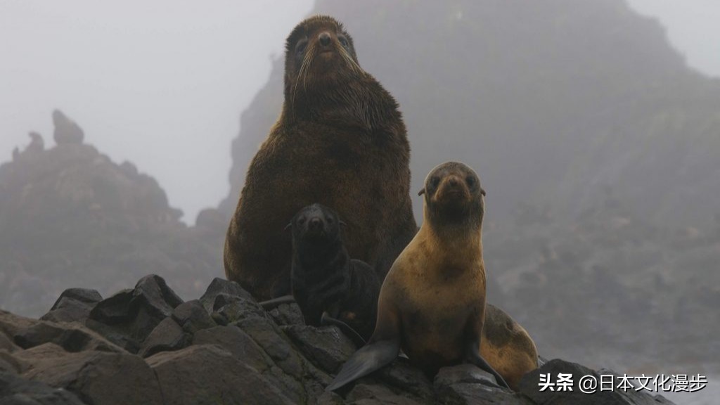日本的特产动物是什么,日本特产真的吗