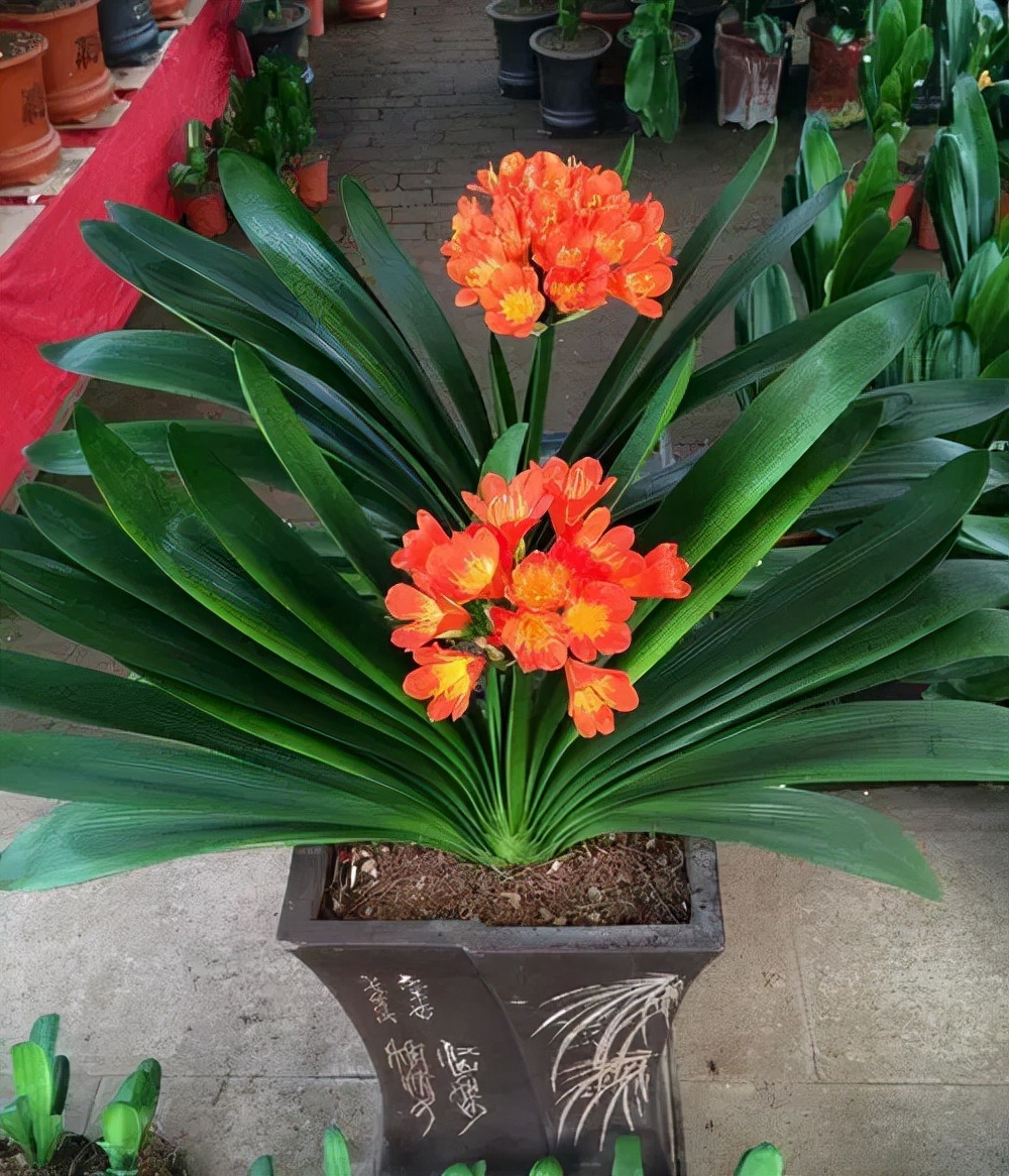 越养越吉利的三种花有哪些,玫瑰花老桩用大盆还是小盆栽培