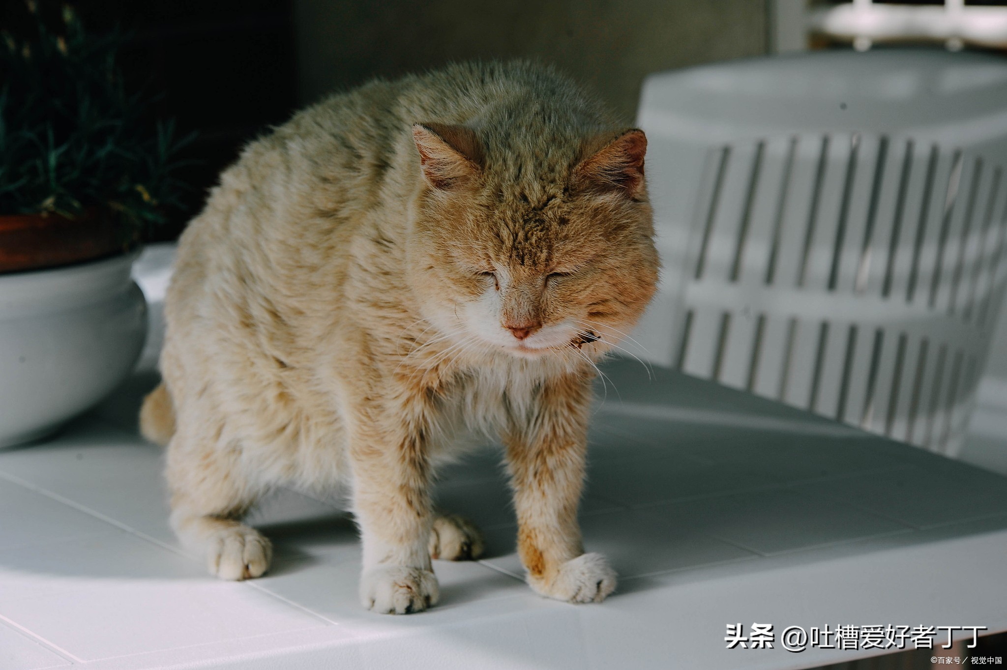 猫咪打喷嚏喷出血,小猫打喷嚏出血怎么回事