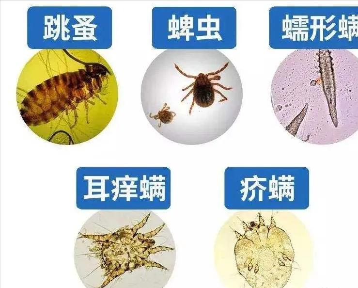 育肥牛一年要驱几次虫？