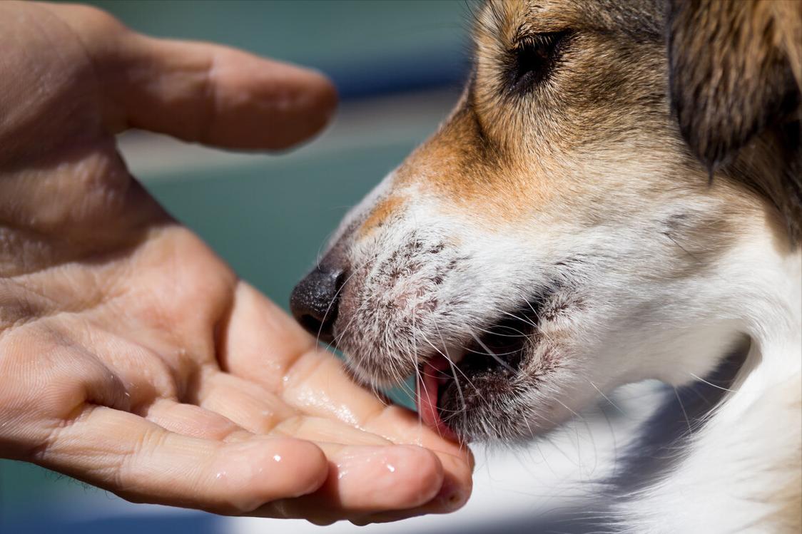 狗狗舔人的原因其实它想告诉你,狗狗老是舔你表示什么
