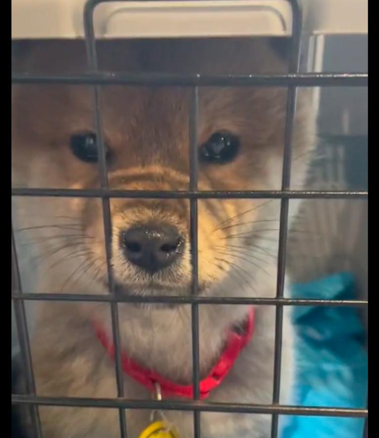 小狗被捉起来浑身颤抖,小狗被人抓走流泪