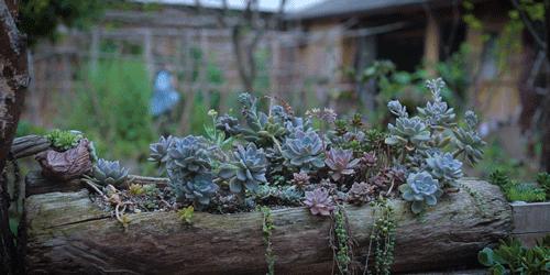 李子柒怎么会有那么大的院子,李子柒隐居山林度过惬意时光