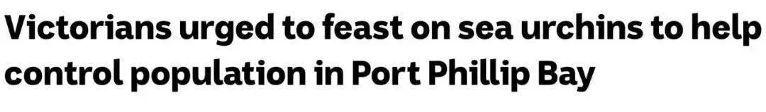 比蟹黄还珍贵！澳洲海胆“疯狂”生长，专家呼吁居民多吃