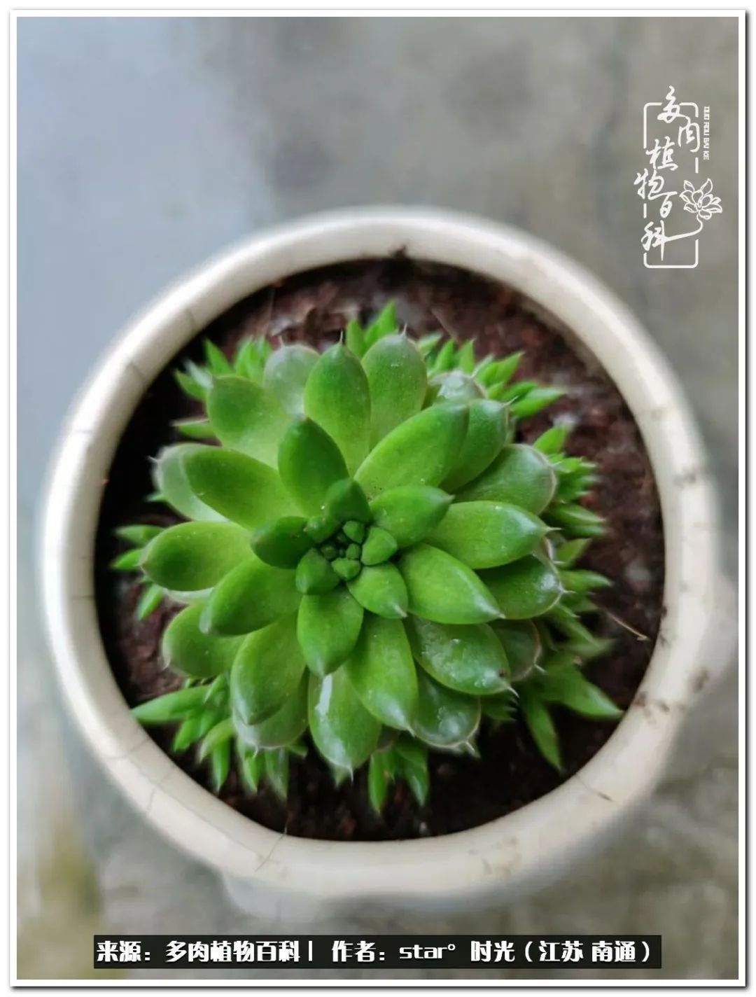 养花草怡心怡情,一棵多肉治愈心情