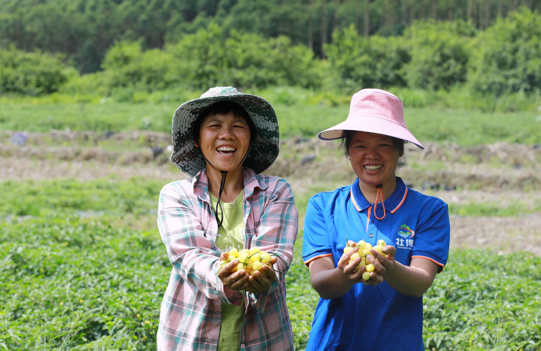 亩收入5000多元郏县辣椒喜获丰收,小辣椒种出富民大产业