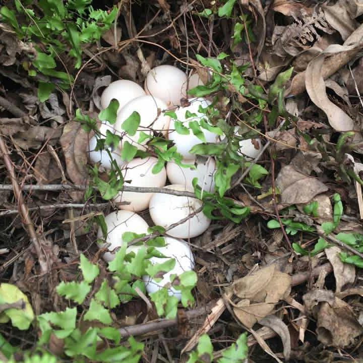 鼓浪屿可以当天预订船票攻略 (鼓浪屿还有免费的船票吗)