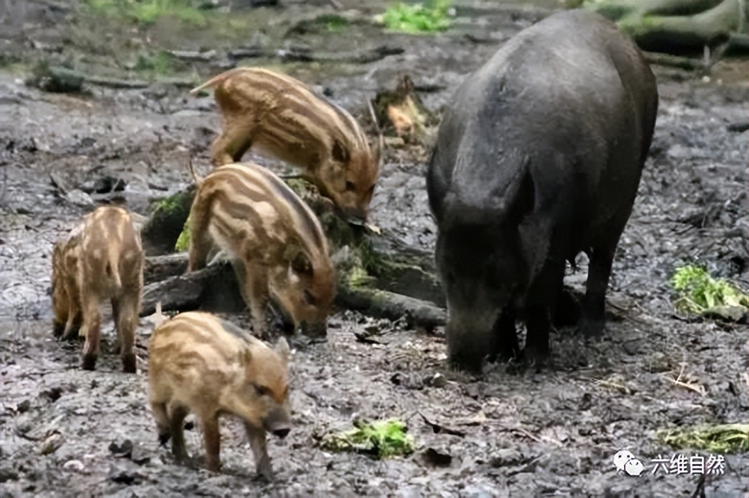 印度一头豹子被汽车碾压死亡,印度花豹被豪猪刺视频