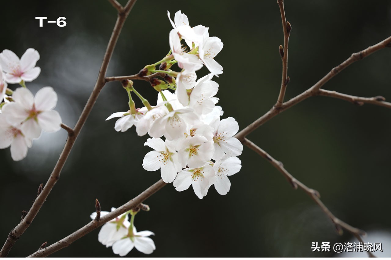 樱桃花和东京樱花区别,樱花和山樱桃花是一样的吗