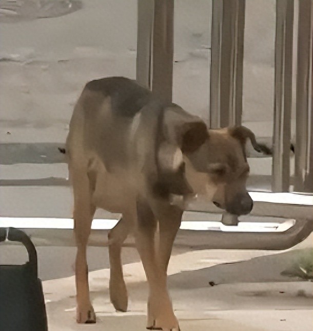 太惨了，湖北女幼师被咬隐私部位，狗主人拒赔，女子：我怎么嫁人