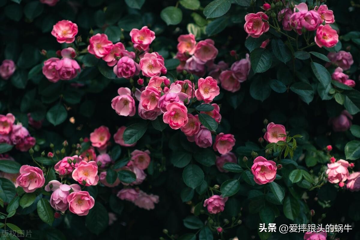 生如夏花灿烂的时候,生如夏花绚烂绽放歌曲视频