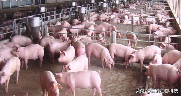 养猪增加效益,湖南养猪致富项目