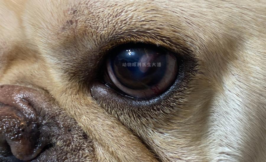 斗牛犬结膜炎一般多久能好,斗牛犬眼睛红血丝图片