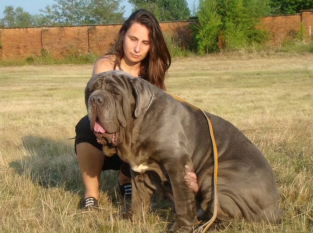 最凶猛的猛犬连藏獒都是弟弟,世界十大猛犬藏獒仅排第二