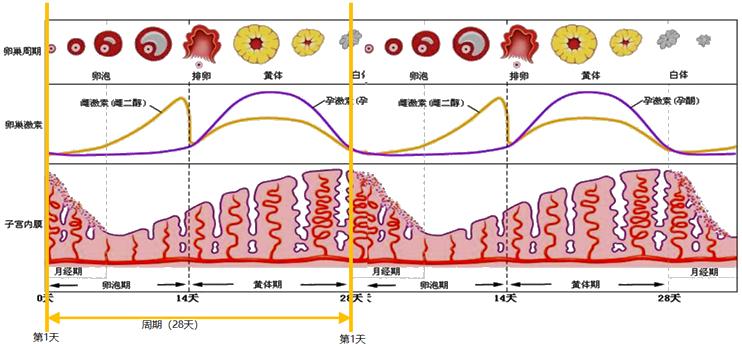 怕她不来又怕她乱来的文案,怕她不来又怕她乱来出处
