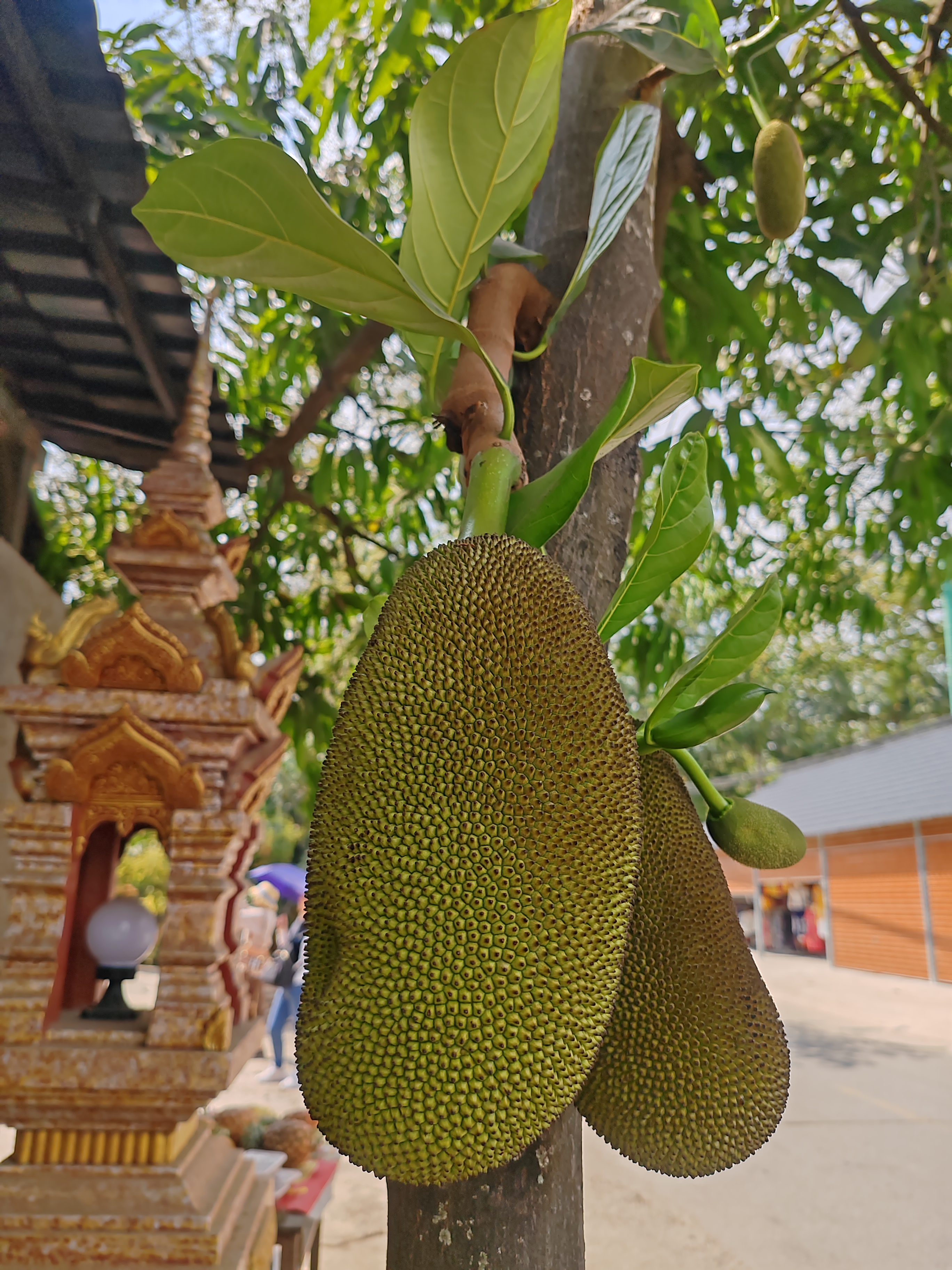 西双版纳傣族村寨和傣族园,西双版纳美丽的傣族园