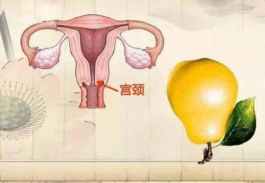 人乳头瘤病毒（HPV）的感染与防治