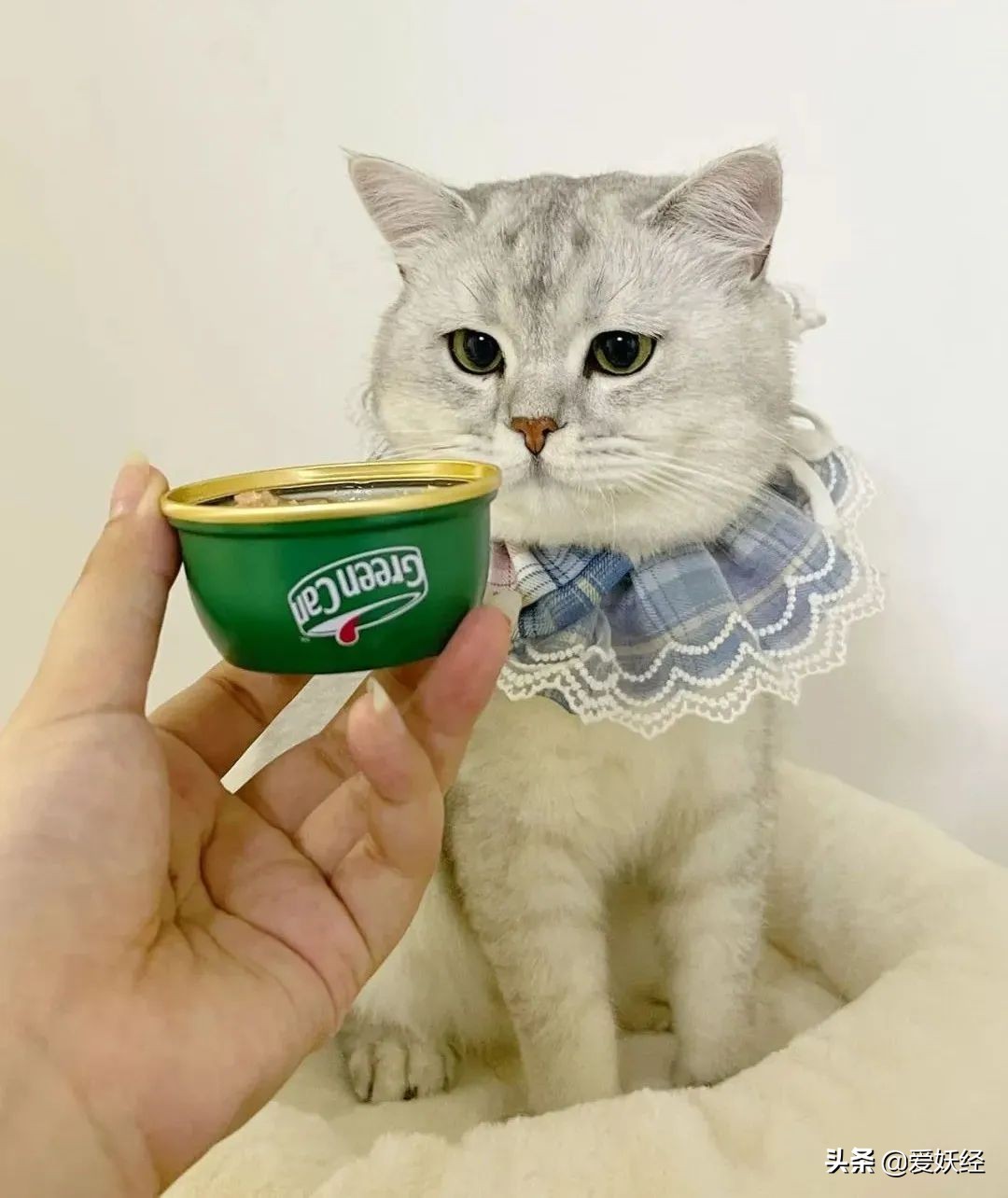 红狗小绿罐怎么样,月销量1000算不算冷门车