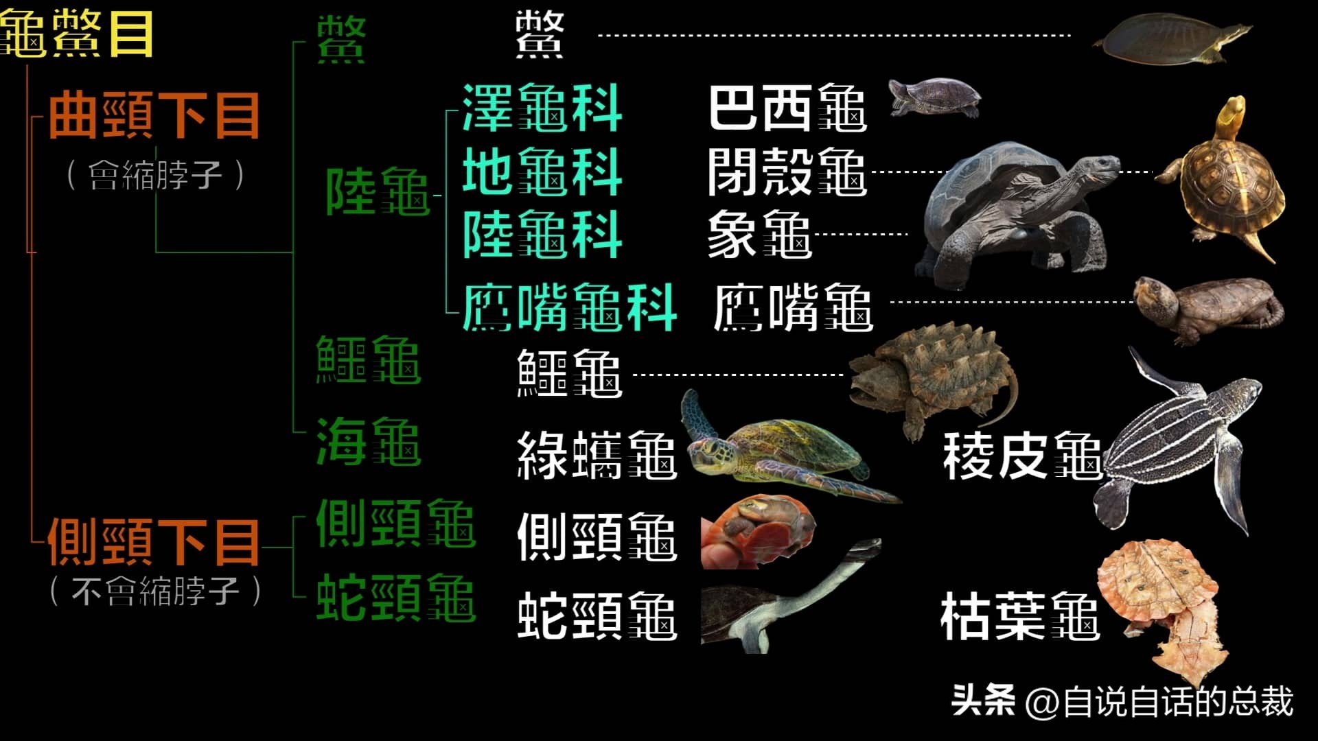 龟蛇大战巨龟视频,罕见别致的龟蛇大战