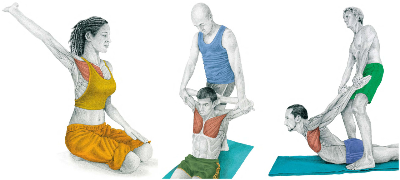 胸大太松怎样练紧致,胸大肌太过紧张要松解多久