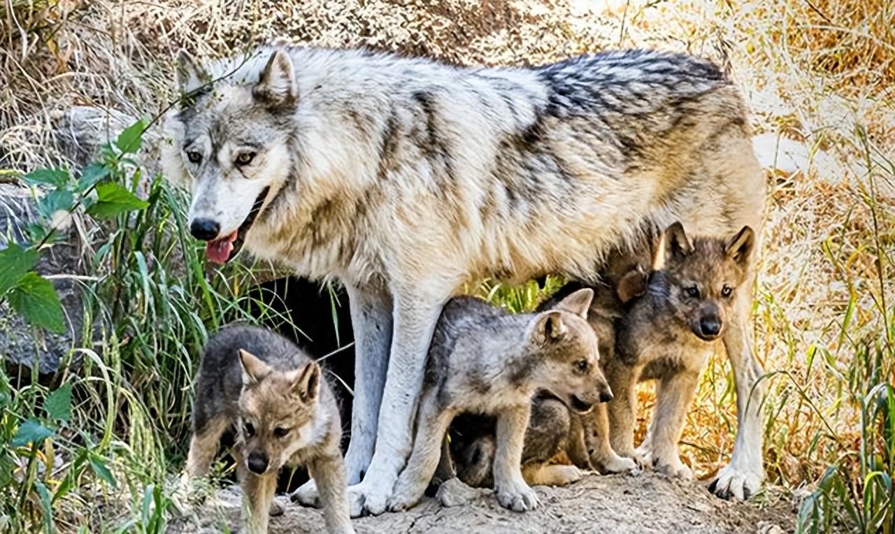 狼群中只有狼妻才可以繁殖后代吗,狼群里面只有狼王才可以配合吗