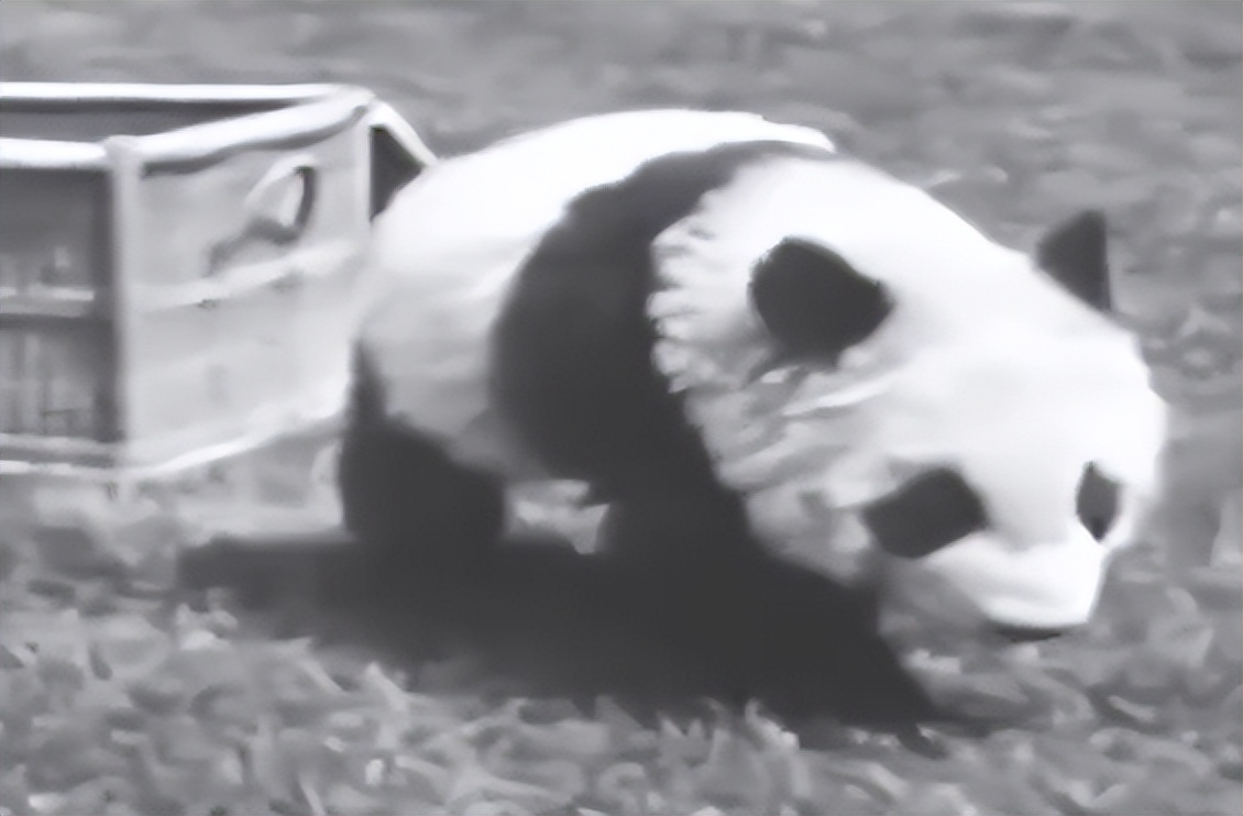 我国被偷的大熊猫,外国人偷大熊猫有多疯狂