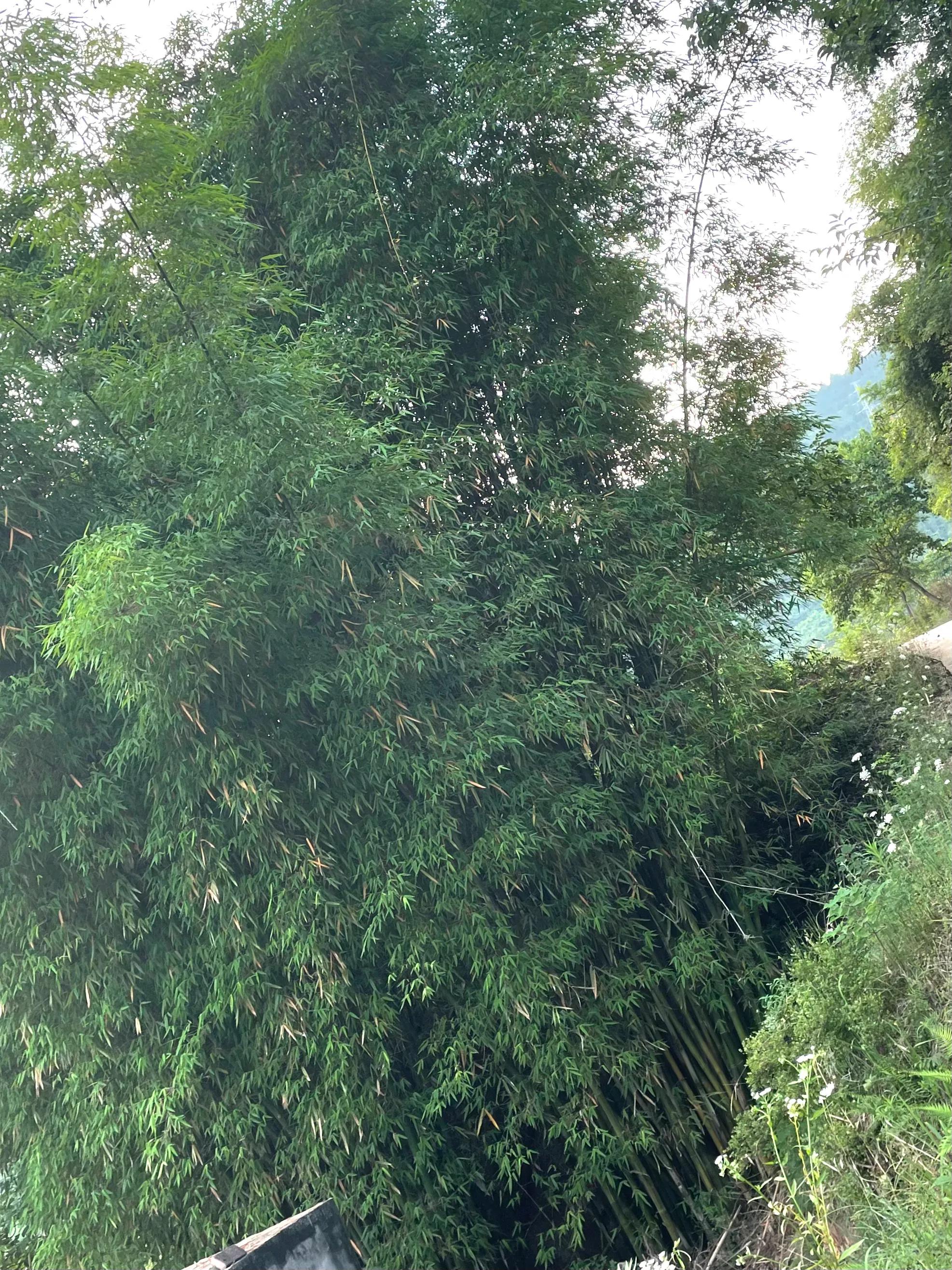 花中四君子竹是什么竹,花中四君子竹子为啥是花