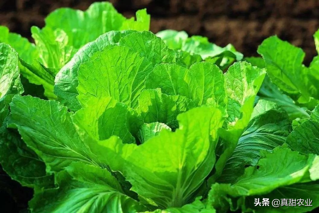 菜价整体保持回升,个别品种出现逆行;机会存在,困难也在