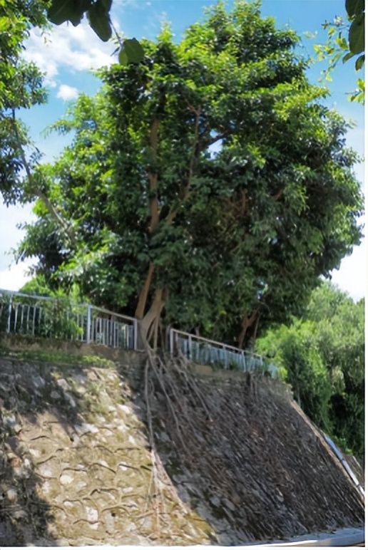 坪山金龟生态艺术小镇,坪山全域自然博物步道