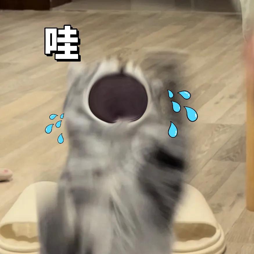 新手养猫之驱虫攻略,猫治疗耳螨最快的办法