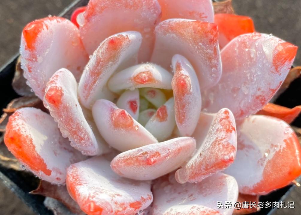 多肉嫦娥，本身是很优秀的品种，但奈何现在以冒充橙梦露为生