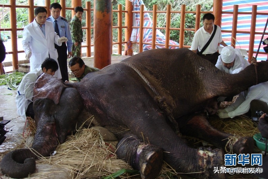 cop15第二次会议,cop15云南会场