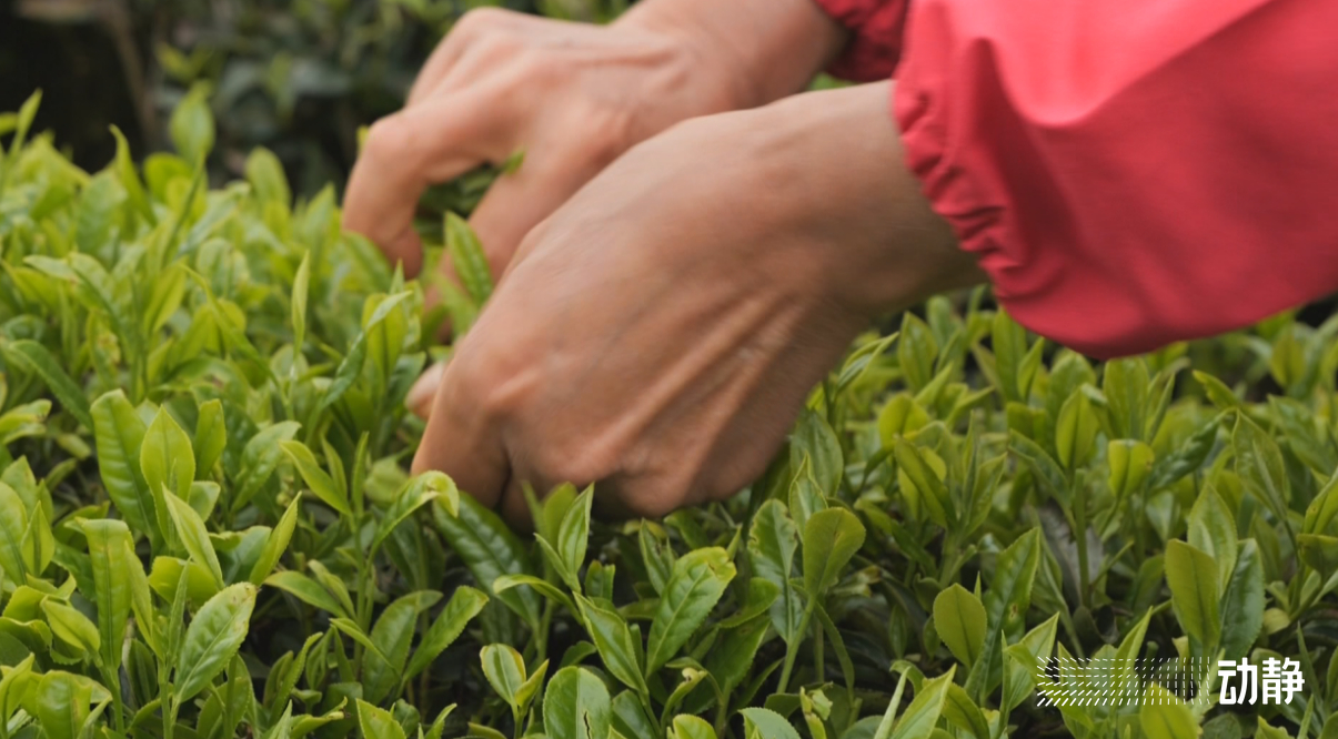 金手指大赛是真的吗,金手指采茶竞赛