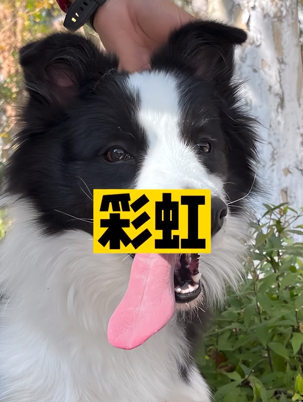 搜救犬起什么名字合适,搜救犬名字怎么取