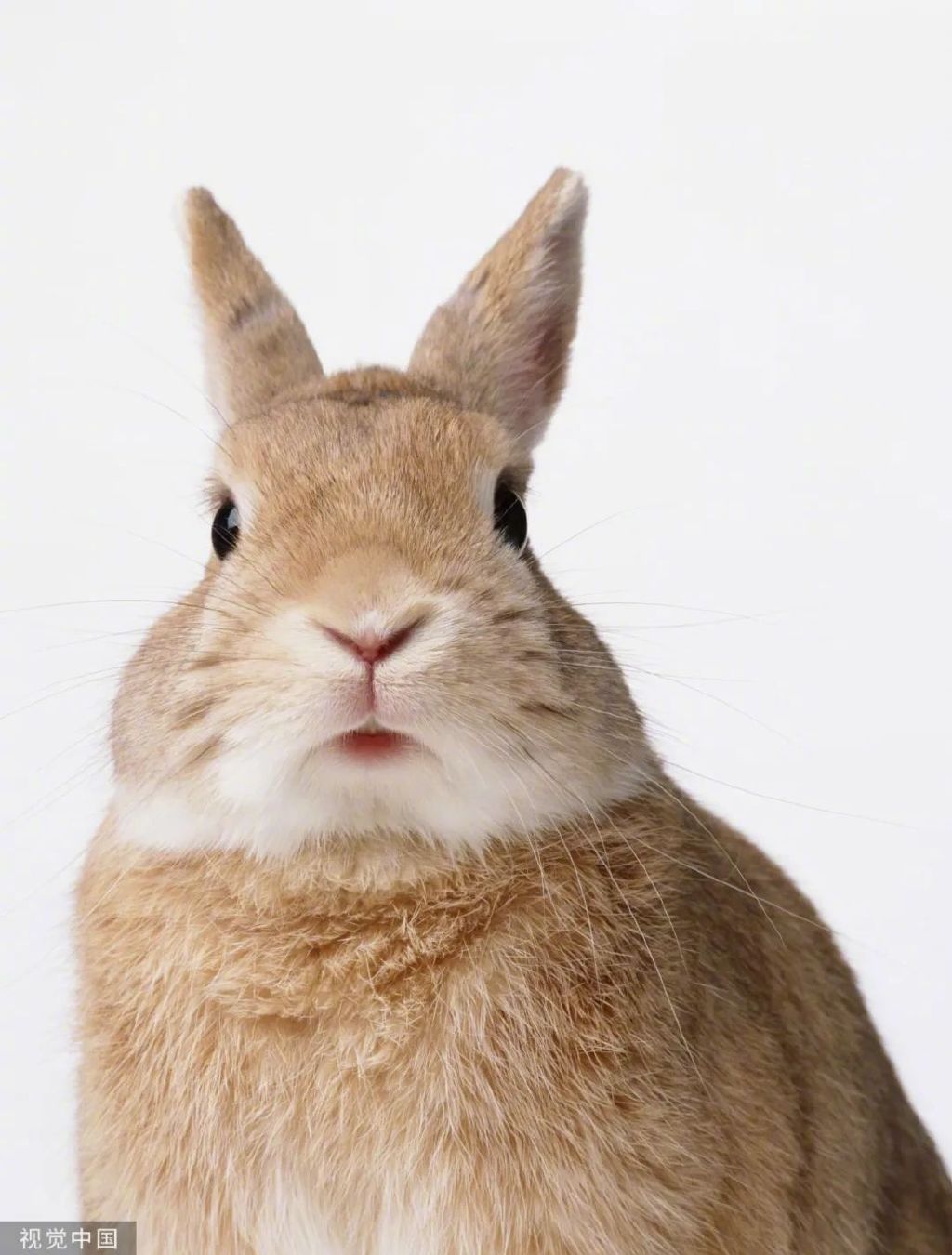 原来，你是这样的兔兔！｜网络中国节·春节