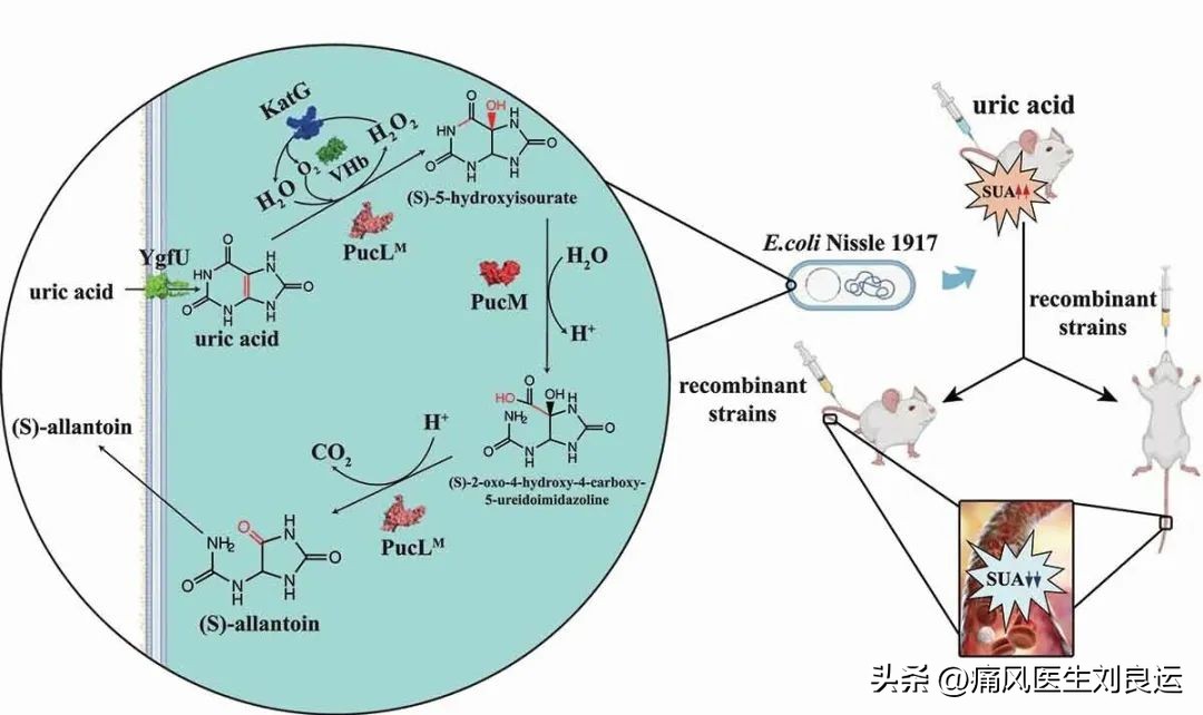 尿酸氧化酶治疗痛风效果好吗,非布司他含有尿酸氧化酶吗