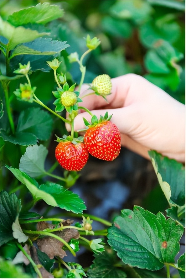 光明旅游攻略大全集,光明一日游必去的地方