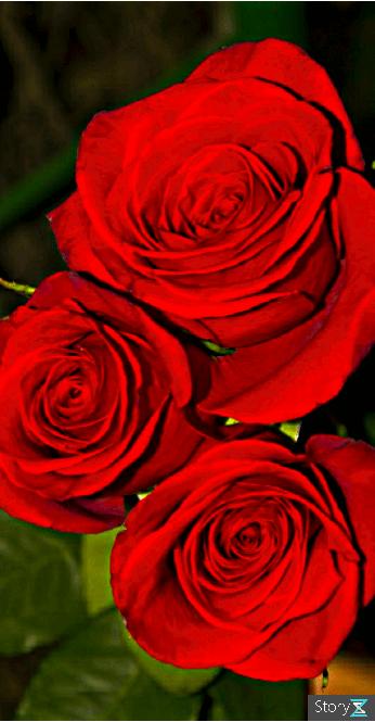 分享一束花图片,分享照片愿你遇到的都是美好