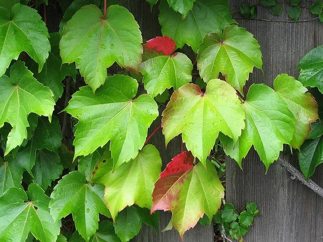 运用象征手法写景的作文片段,抓特点写人物七年级上册