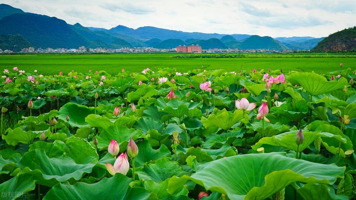 普者黑有哪些风景点,普者黑山水美如画