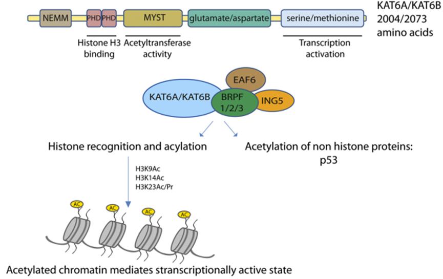 英矽智能提名用于ER+/HER2-乳腺癌治疗的靶点，辉瑞、拜尔已布局