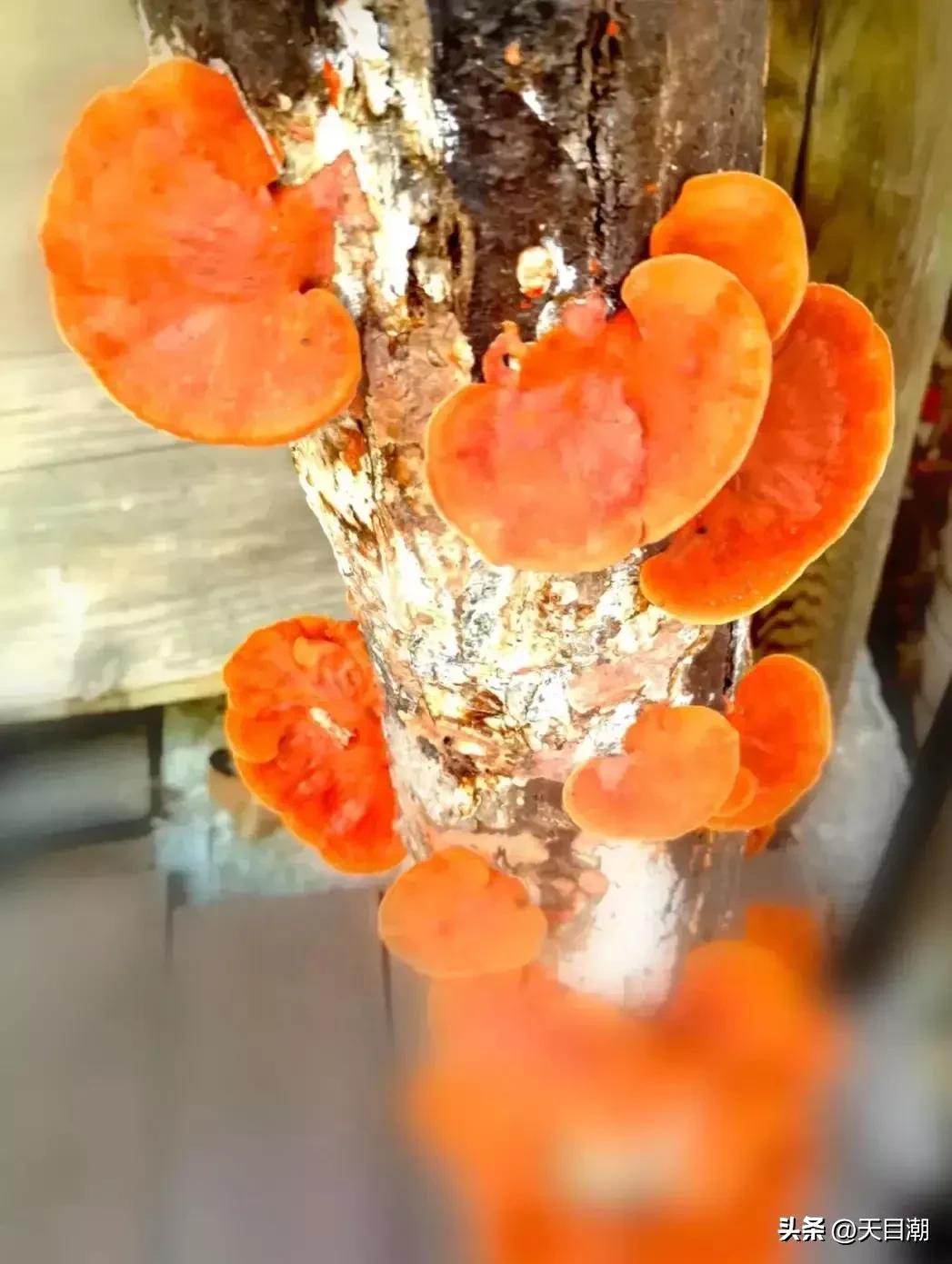 道是种植，却似野生一一项永年把灵芝栽种在百山祖国家公园野地里