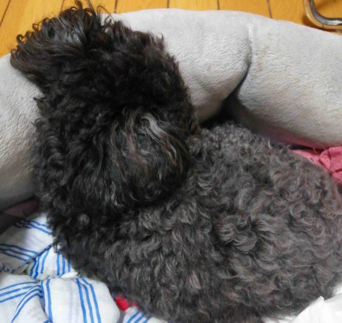 狗狗不吃食物没精打采呕吐怎么办,博美狗狗消化不良呕吐不吃不喝