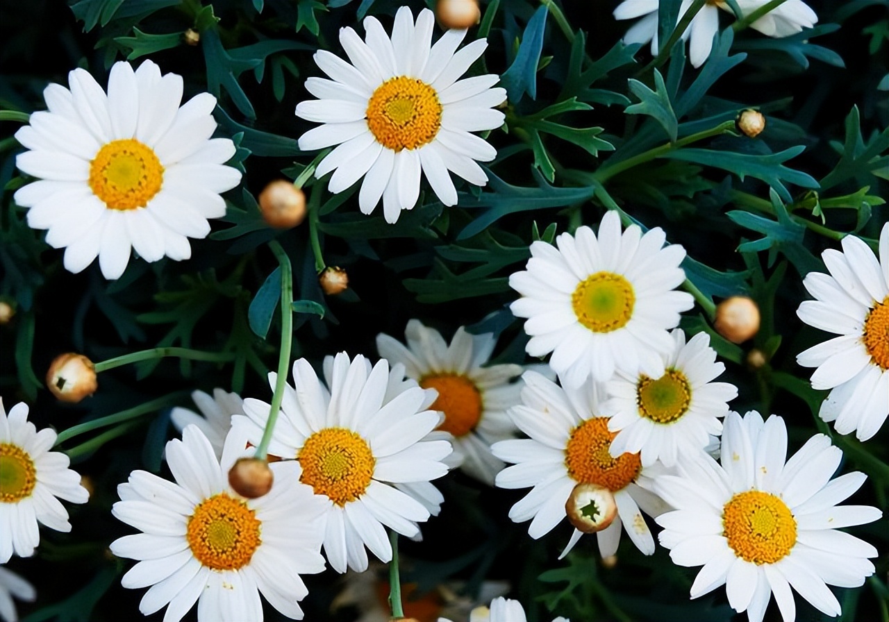 玛格丽特怎么养才长得好,如何养好玛格丽特