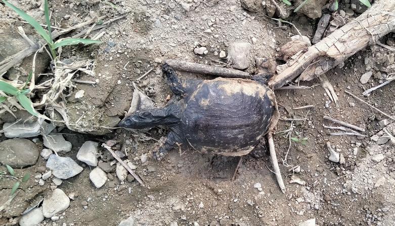 河里甲鱼死亡,河边发现死甲鱼