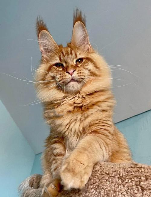 为什么那么多人养缅因猫,为什么很少人养缅因猫