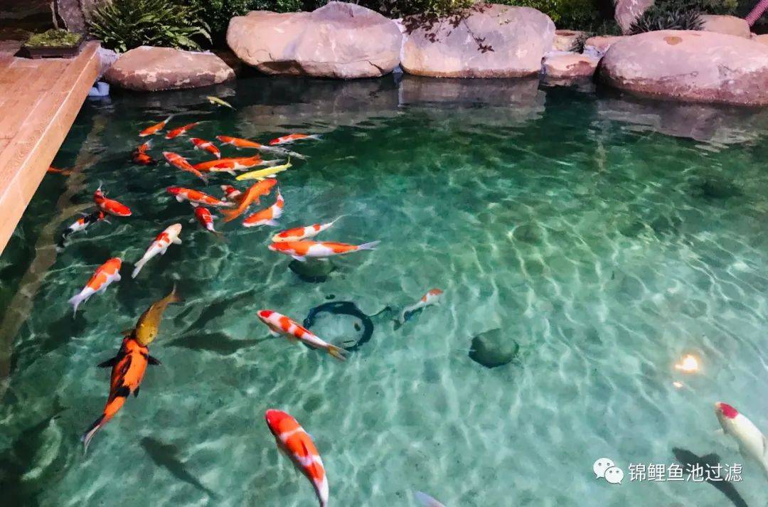 锦鲤尾巴长得慢怎么办视频,国产锦鲤为什么长得慢