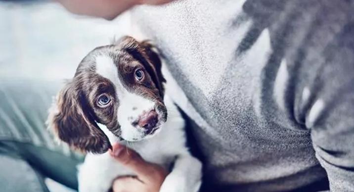 如何培养出一只乖狗狗,粘人猫怎么培养