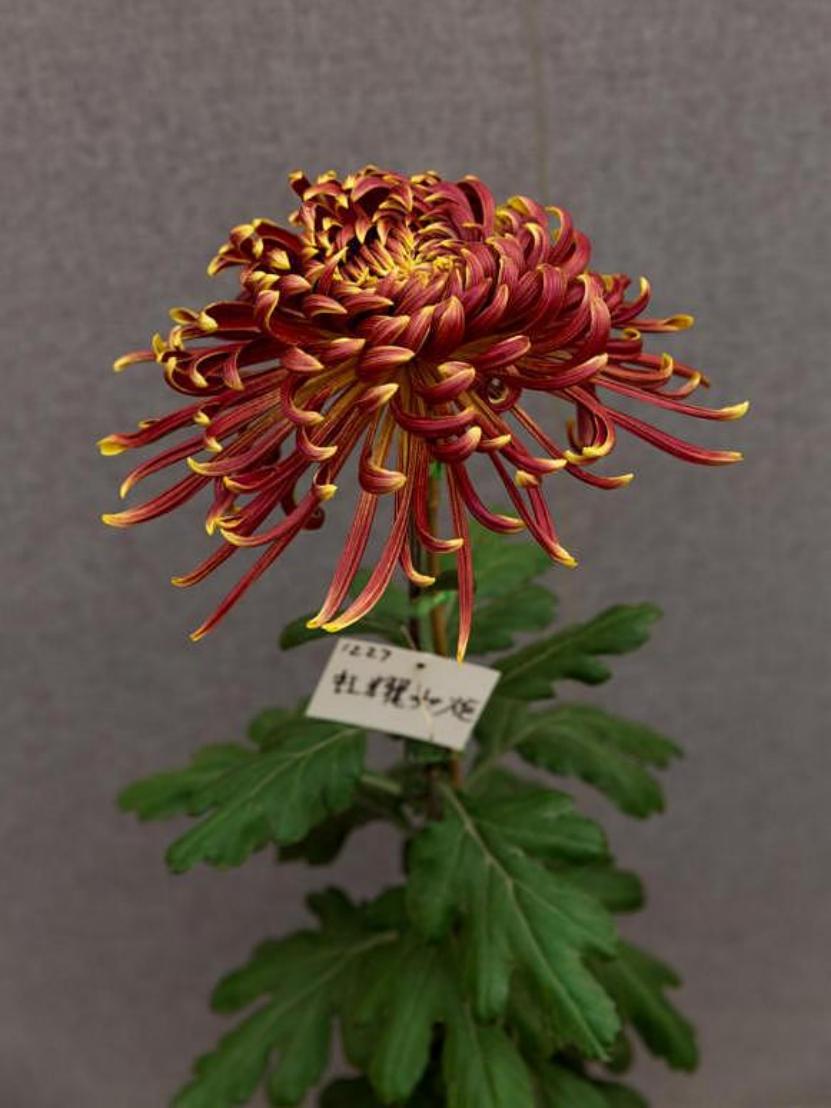 13个“菊王”，哪个才是你心目中的王者？